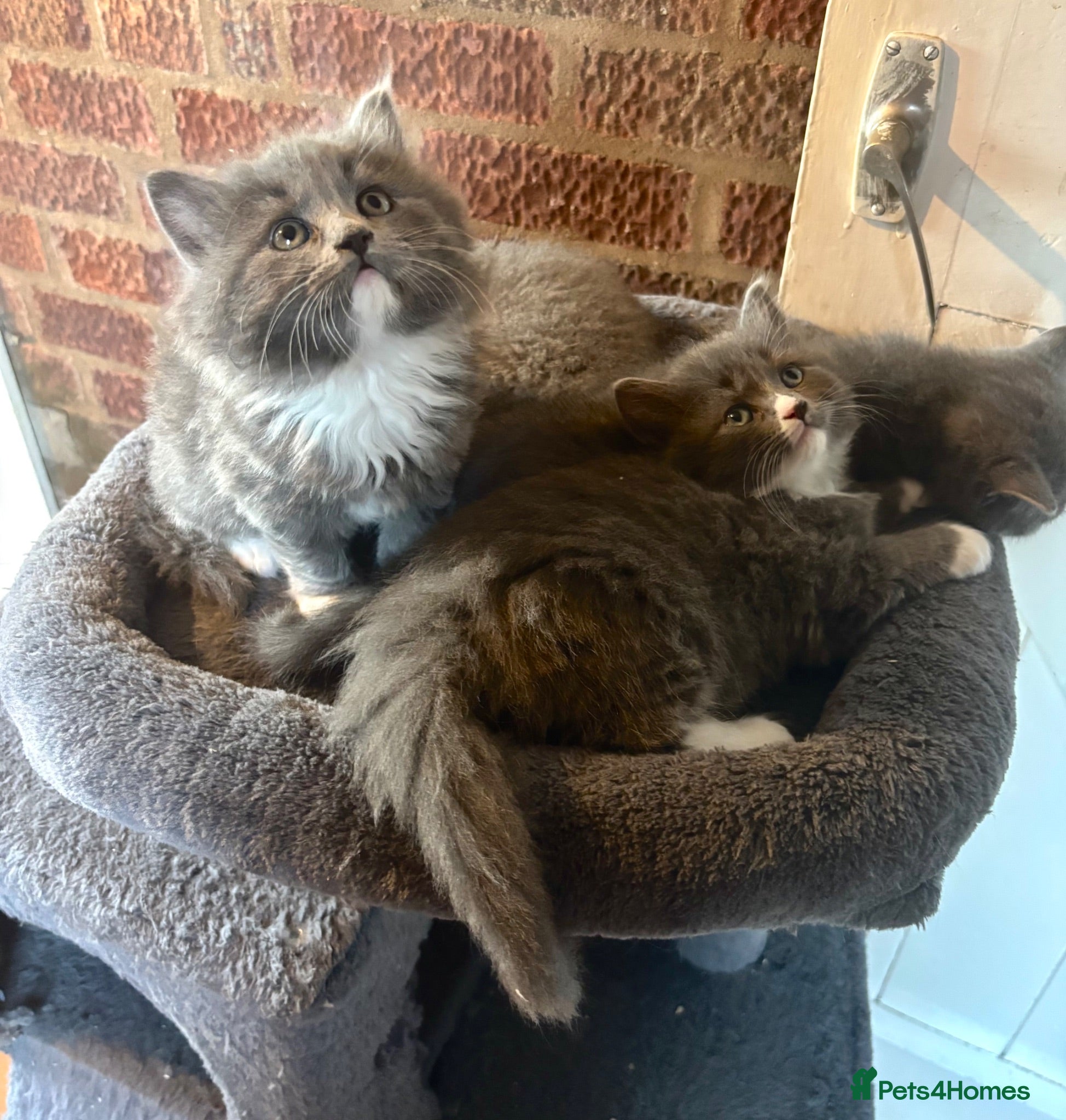 Ragdoll cats ‘Adorable’ Ragdoll x British shorthair kittens - Advert 2