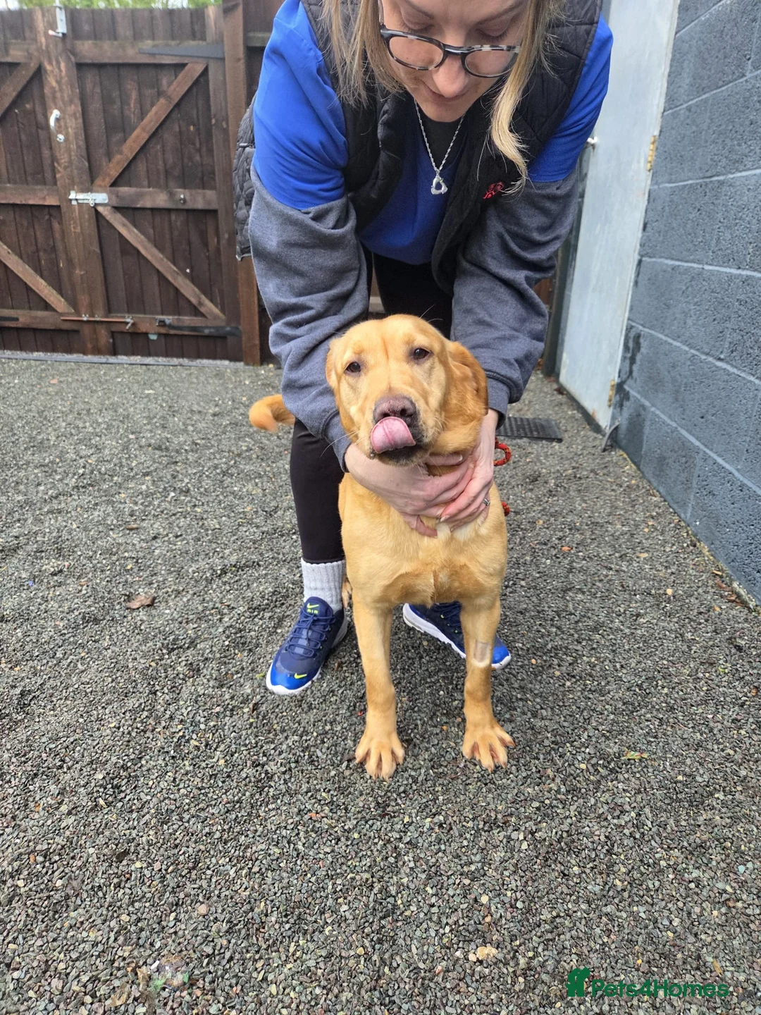 Labrador Retriever dogs for sale: 1 year old Labrador  ,  **  xx - Advert 2