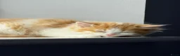 Mixed Breed cats for sale: Kitten 1 in Rotherham - Advert 3