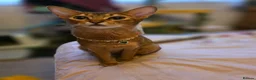 Abyssinian cats for sale: Beautiful Aby kitten  - Advert 3