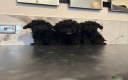 Maltipoo dogs for sale: Toy maltipoo puppies (toy poodle) - Image 4