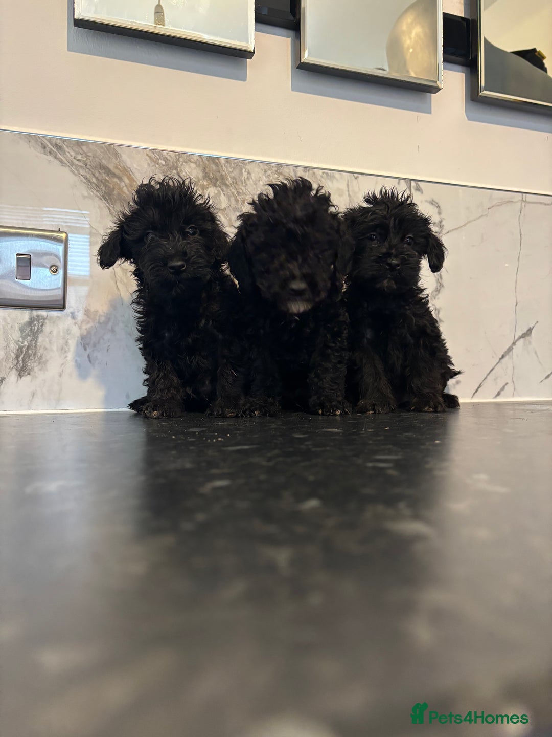 Maltipoo dogs for sale: Toy maltipoo puppies (toy poodle) - Image 4
