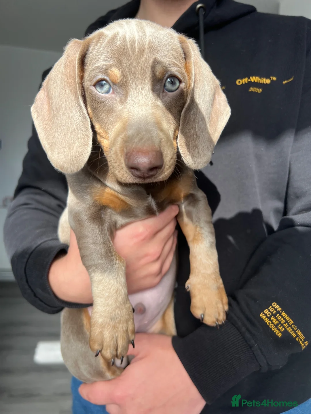 Dachshund dogs for sale: Isabella miniature - Home Raised – Ready Now  - Advert 2