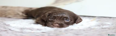 Cavapoo 2