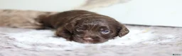 Cavapoo dogs for sale: F1 rare chocolate/choc Merle Cavapoo pups - Advert 29