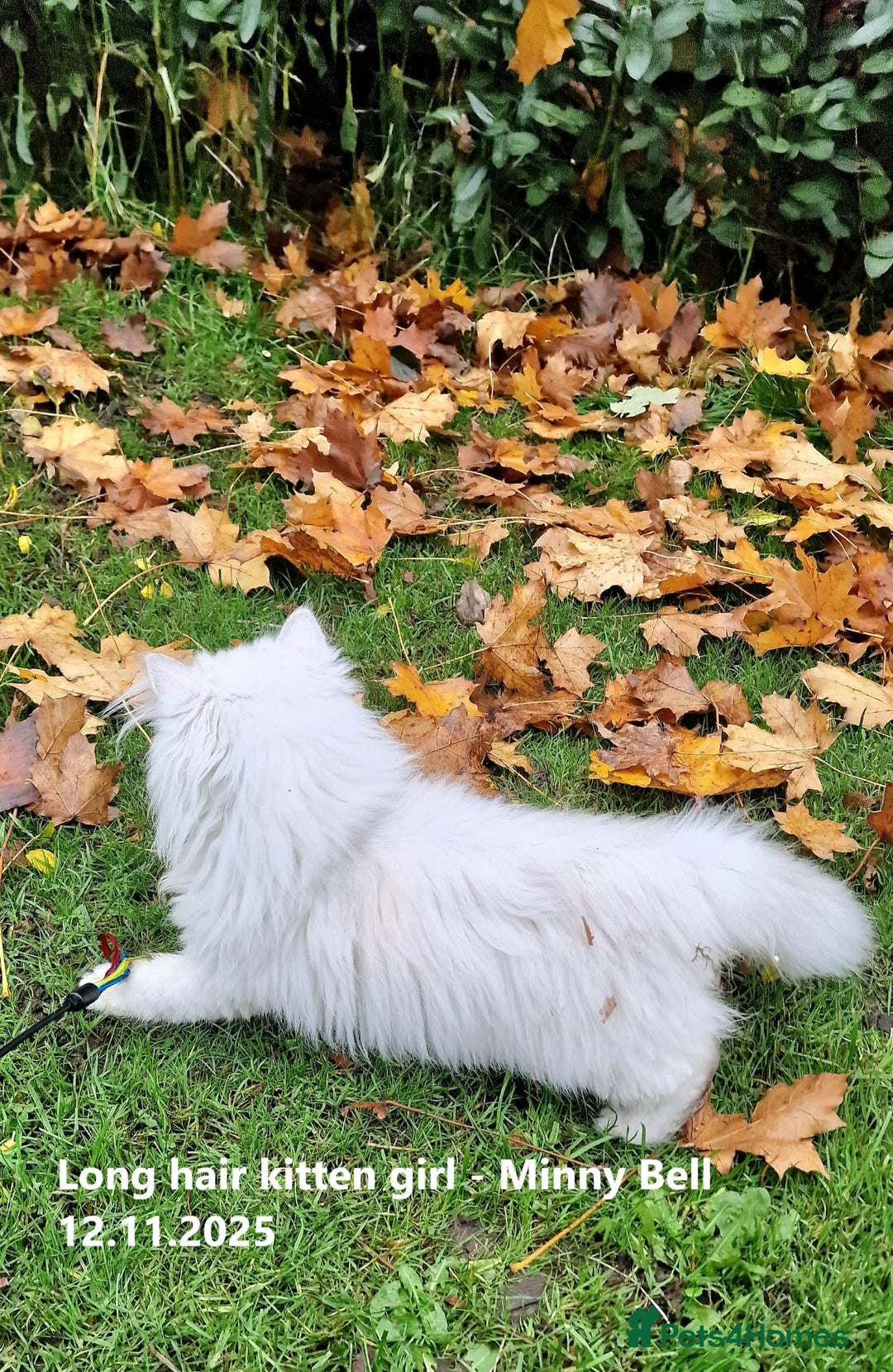 British Shorthair cats for sale: ❤ Pedigree British Short/Long Hair Kittens ❤ - Advert 8