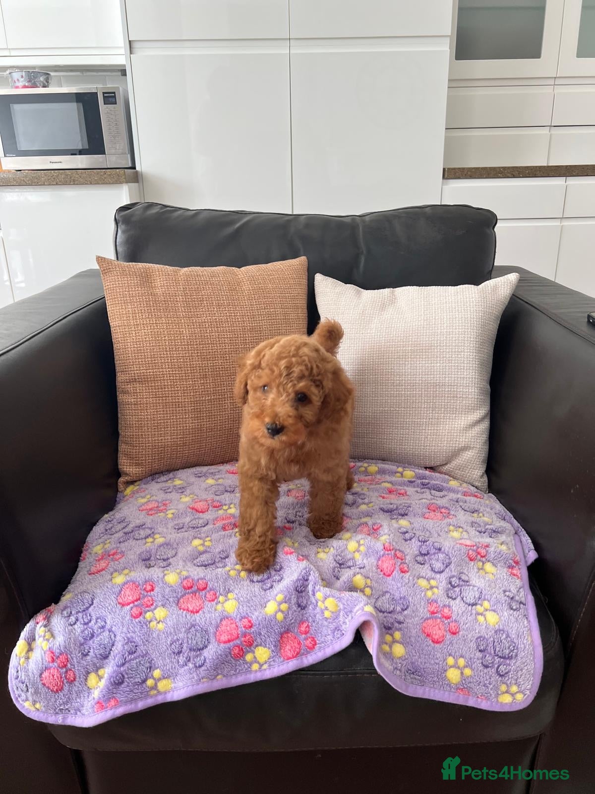 Toy Poodle dogs KC Toy Poodle- Only one left - Advert 18