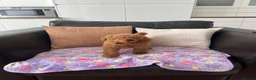 Toy Poodle dogs for sale: KC Toy Poodle- Only one left - Advert 1