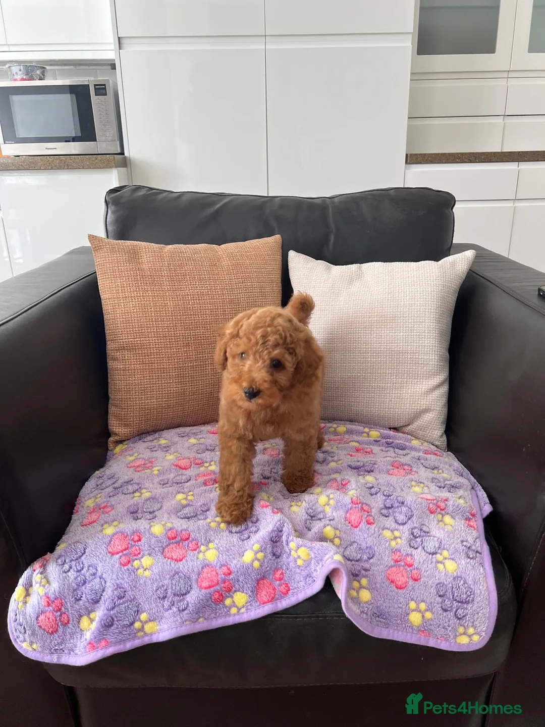 Toy Poodle dogs for sale: KC Toy Poodle- Only one left - Advert 1