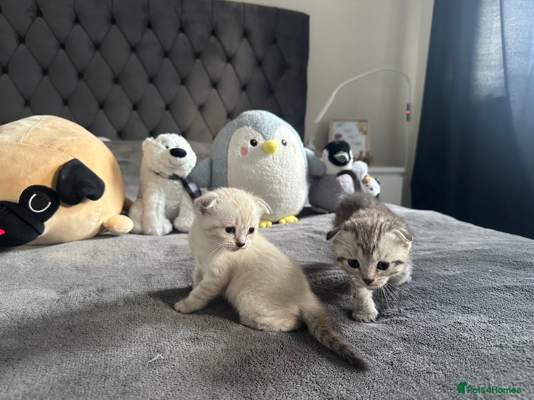 Scottish Fold cats for sale: Adorable playful scottish fold kittens  - Image 19