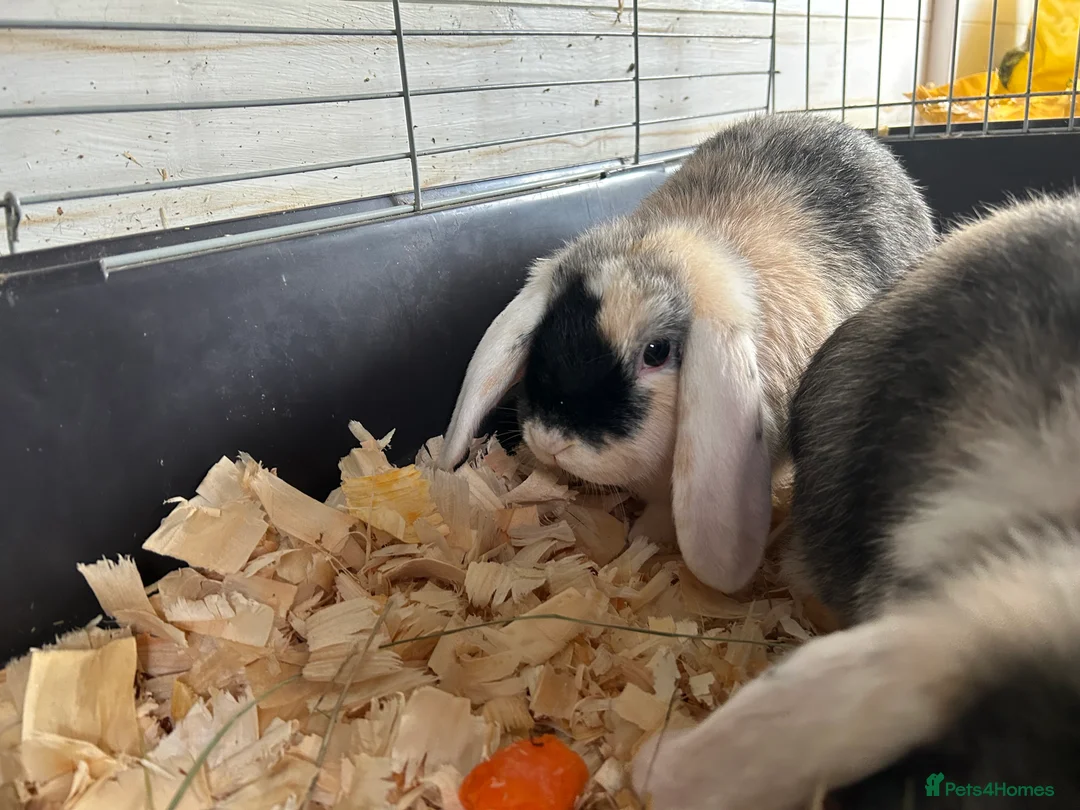 Mini Lop rabbits for sale: Mini lops  - Advert 2