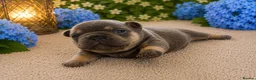 French Bulldog dogs for sale: 💙 Beautiful French Bulldog Puppies 💙 - Advert 3