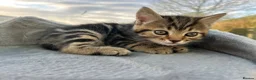 Mixed Breed cats for sale: Mixed tabby beautiful kittens  - Advert 6
