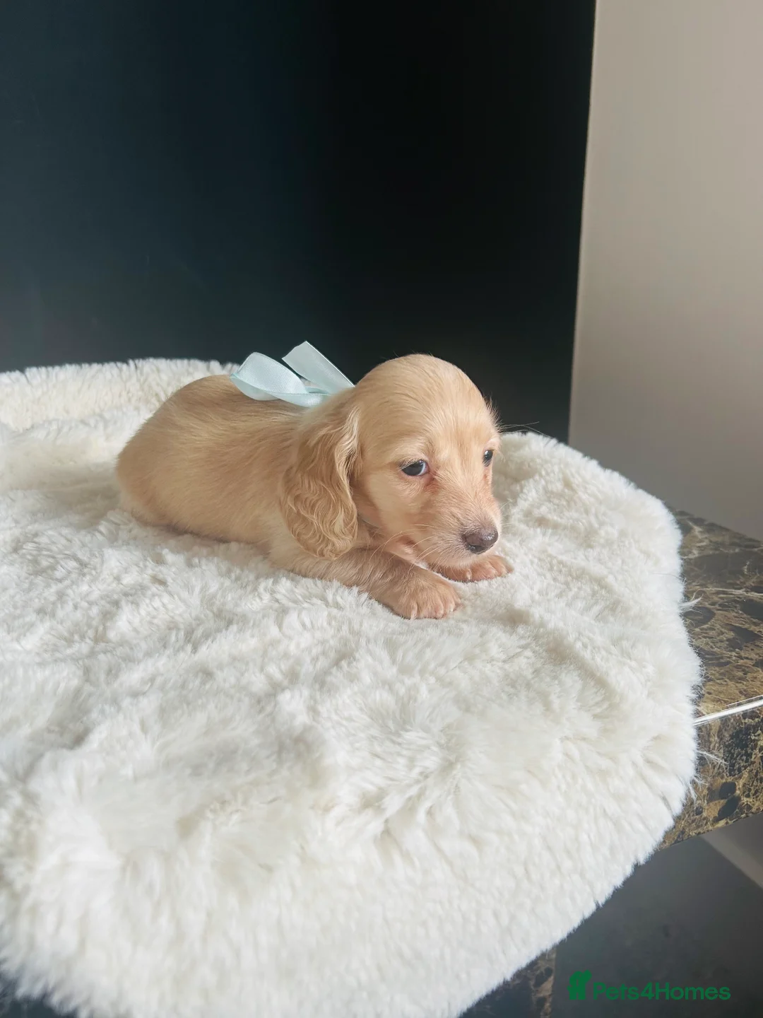 Miniature Dachshund dogs for sale: Creams-5 Star Breeder ⭐️⭐️⭐️⭐️⭐️ - Advert 5