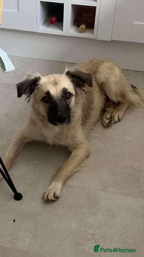 Mixed Breed dogs Meet Missy, currently residing in Cheshire  - Advert 2