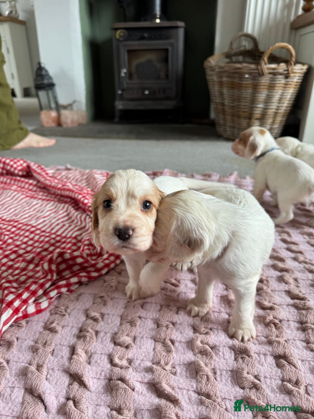 Cocker Spaniel dogs for sale: Cocker Spaniel Puppies (White/White & Gold) - Image 5