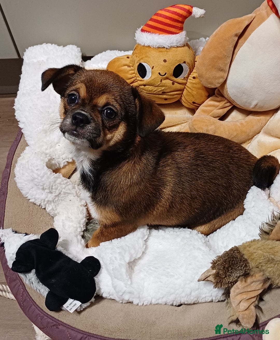 Mixed Breed dogs for sale: Beautiful 14 week old Shi Chi Puppy - Advert 5