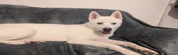 Huskita dogs for sale:    URGENT REHOME Beautiful bear huskita  - Advert 1