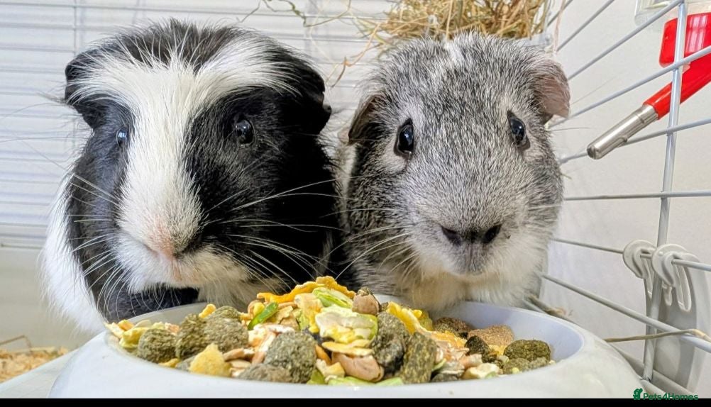 Guinea Pig rodents George and Jim Jim  - Advert 4