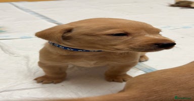 Labrador Retriever dogs - Advert 2