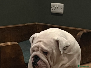 English Bulldog dogs Breeding pair of English Bulldogs for sale - Advert 1