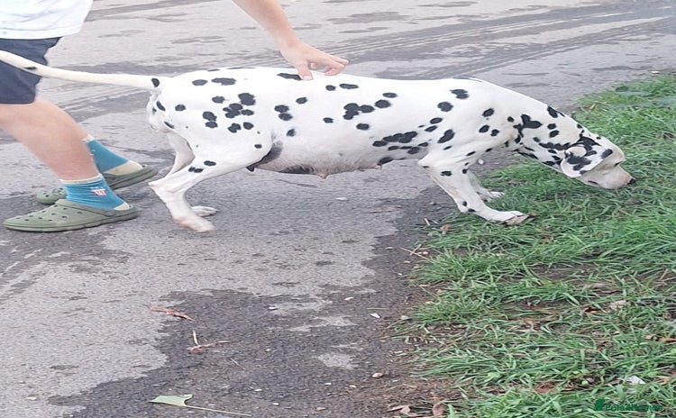 Dalmatian dogs - Advert 1