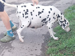 Dalmatian dogs for sale - Advert 1