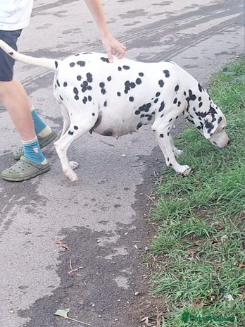 Dalmatian dogs - Advert 1