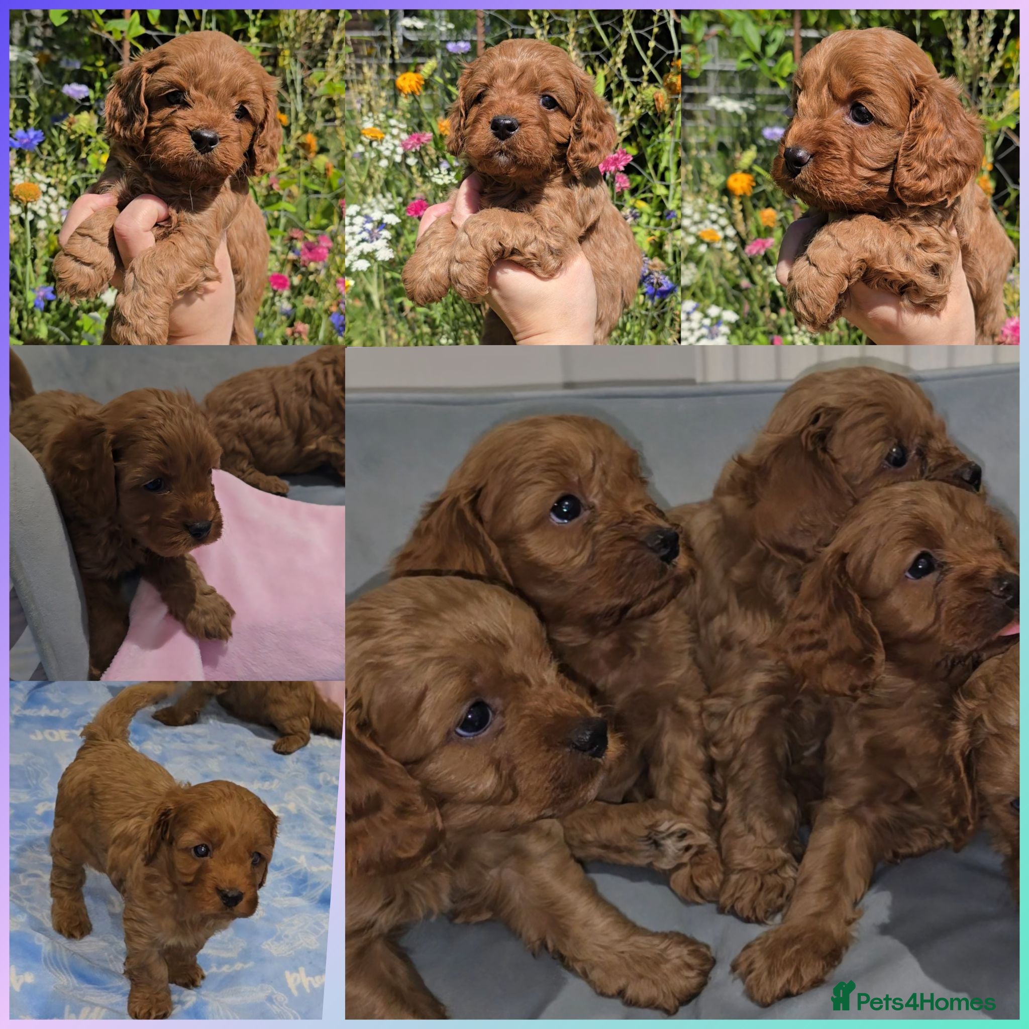 Cavapoo dogs 🐶Ruby Red Tiny Toy Cavapoo Puppies 🐶 - Advert 2