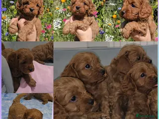 Cavapoo dogs 🐶Ruby Red Tiny Toy Cavapoo Puppies 🐶 - Advert 2