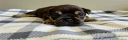 French Bulldog dogs for sale: Stunning Litter Of French Bulldog Puppies - Advert 9