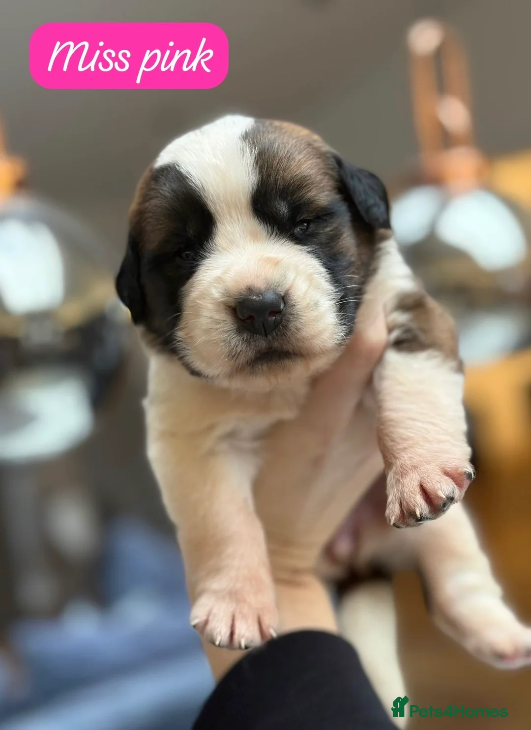 Saint Bernard dogs for sale: Outstanding Saint Bernard KC Reg Puppies  - Advert 10