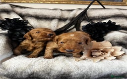 Miniature Poodle dogs for stud: Dark Red Miniature Poodle Stud Package Available in Southampton - Image 11