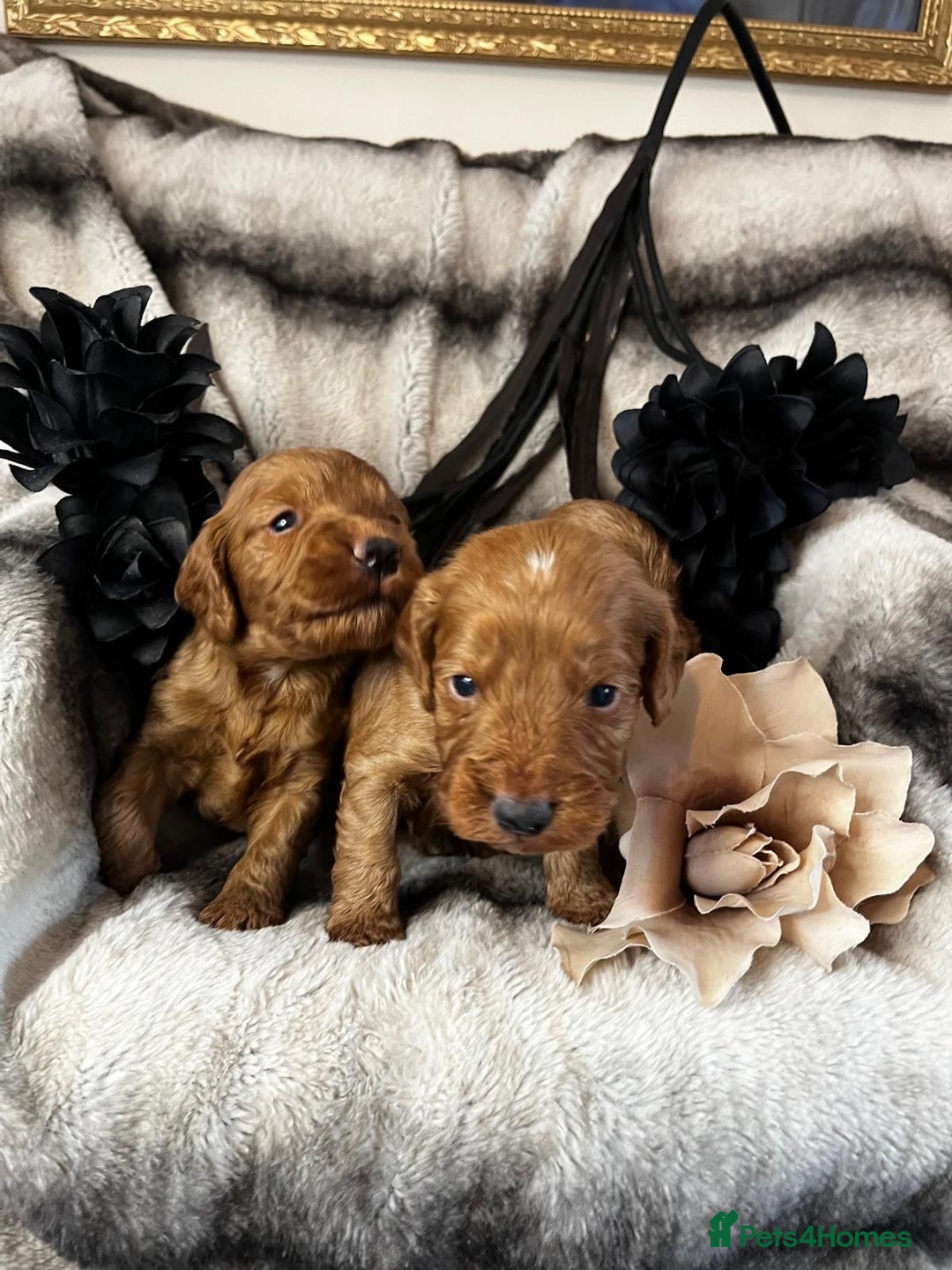 Miniature Poodle dogs for stud: Dark Red Miniature Poodle Stud Package Available in Southampton - Image 11