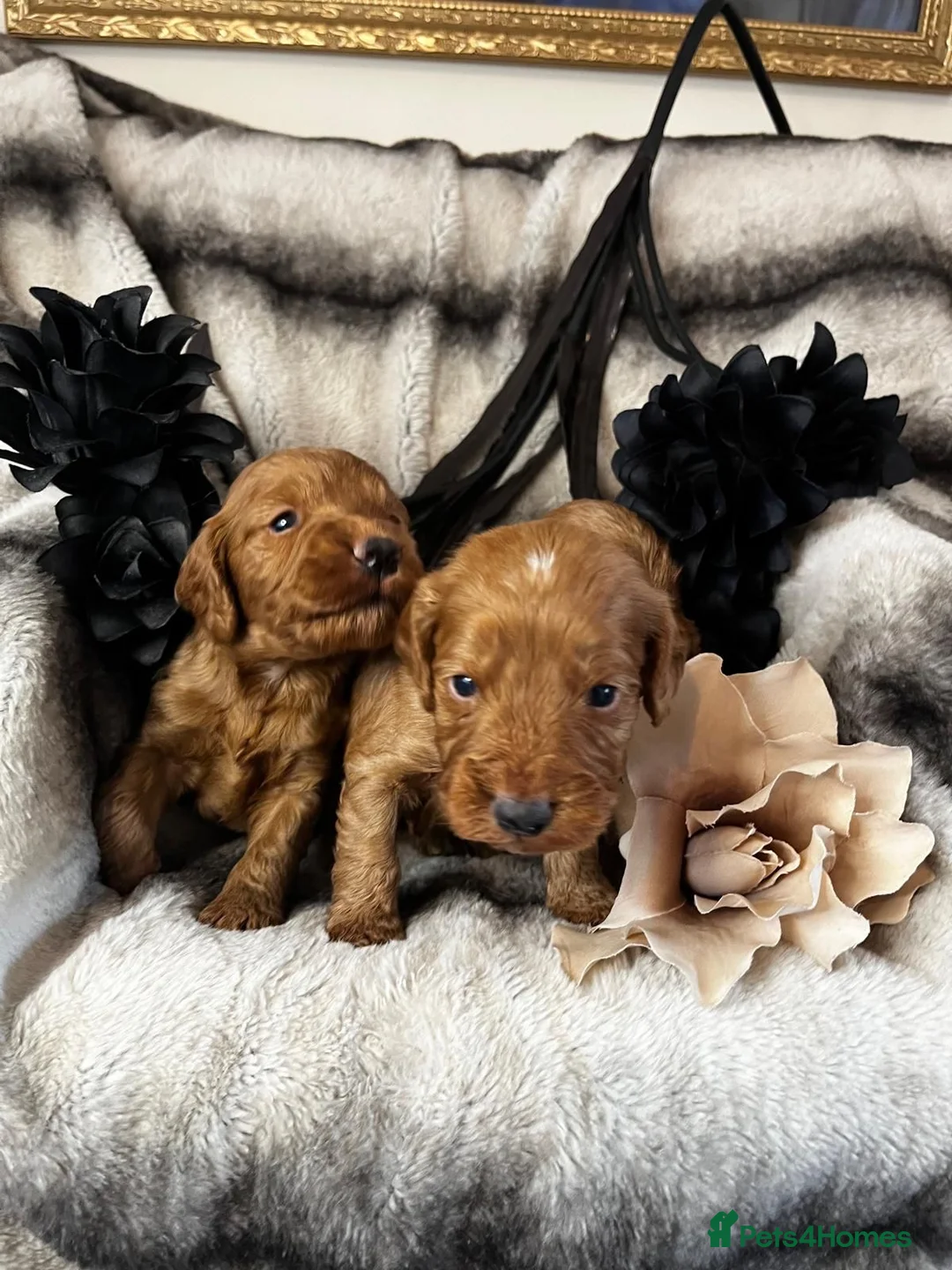 Miniature Poodle dogs for stud: Dark Red Miniature Poodle Stud Package Available in Southampton - Advert 11