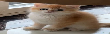 British Shorthair 1