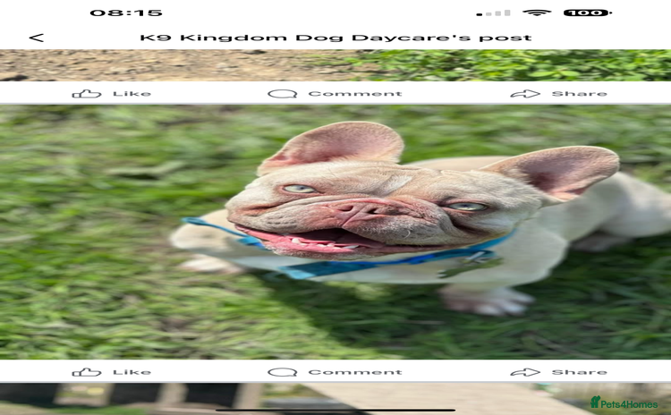 French Bulldog dogs - Advert 1