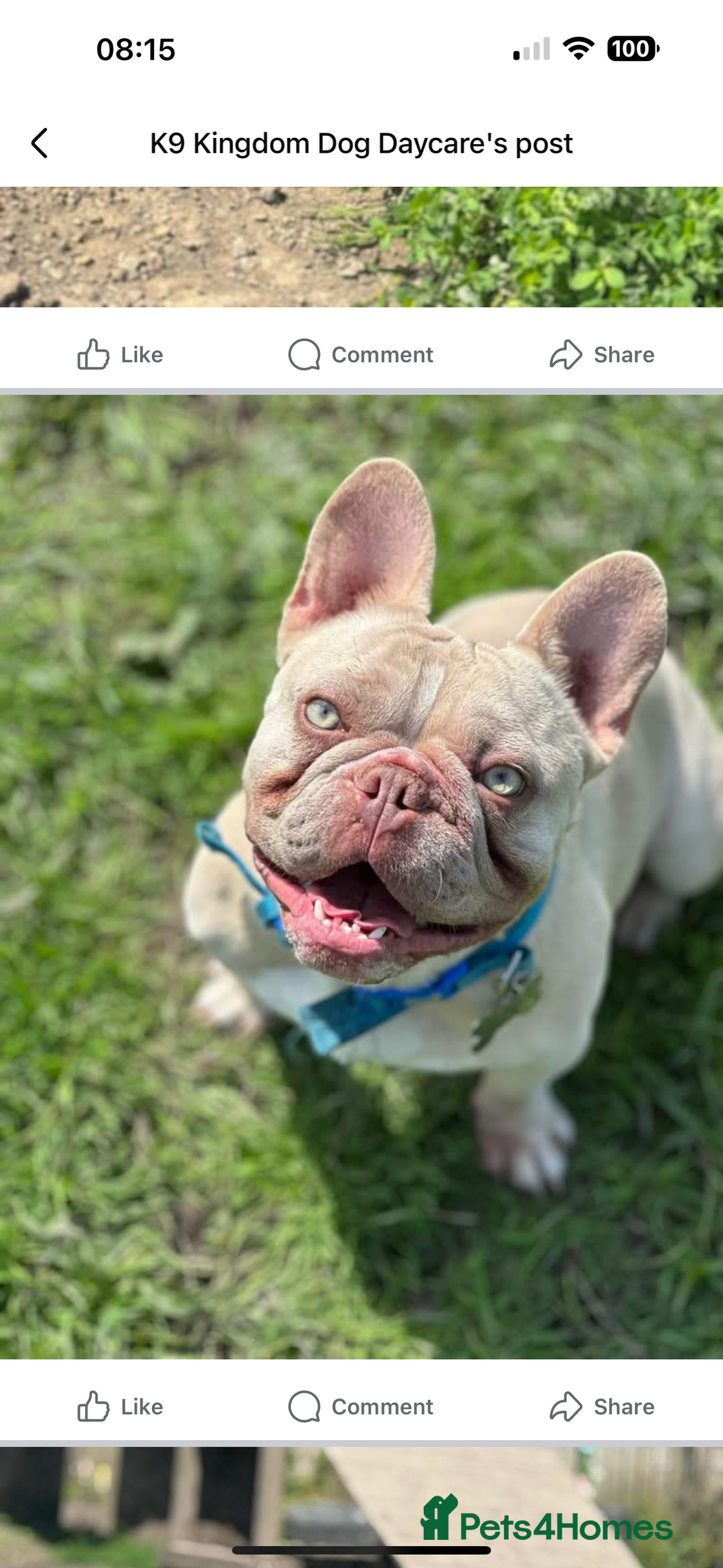 French Bulldog dogs for sale: French Bulldogs for sale - Image 1