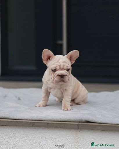 French Bulldog dogs ✨LAST FRENCHIE BOY AVAILABLE READY FOR WALKS ✨ - Advert 2