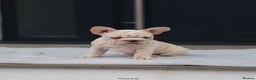 French Bulldog dogs for sale: ✨Two Gorgeous French Bulldog Boys ✨ - Advert 16