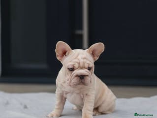 French Bulldog dogs ✨LAST FRENCHIE BOY AVAILABLE READY FOR WALKS ✨ - Advert 2
