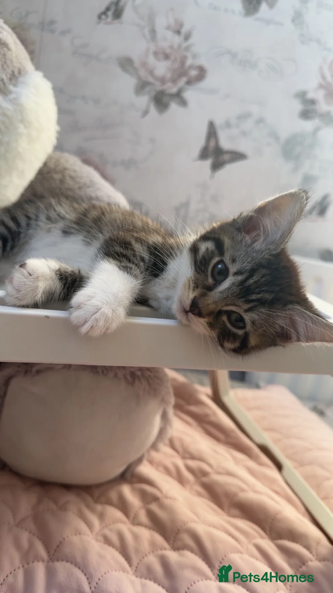 Mixed Breed cats for sale: Tabby kitten  - Advert 2