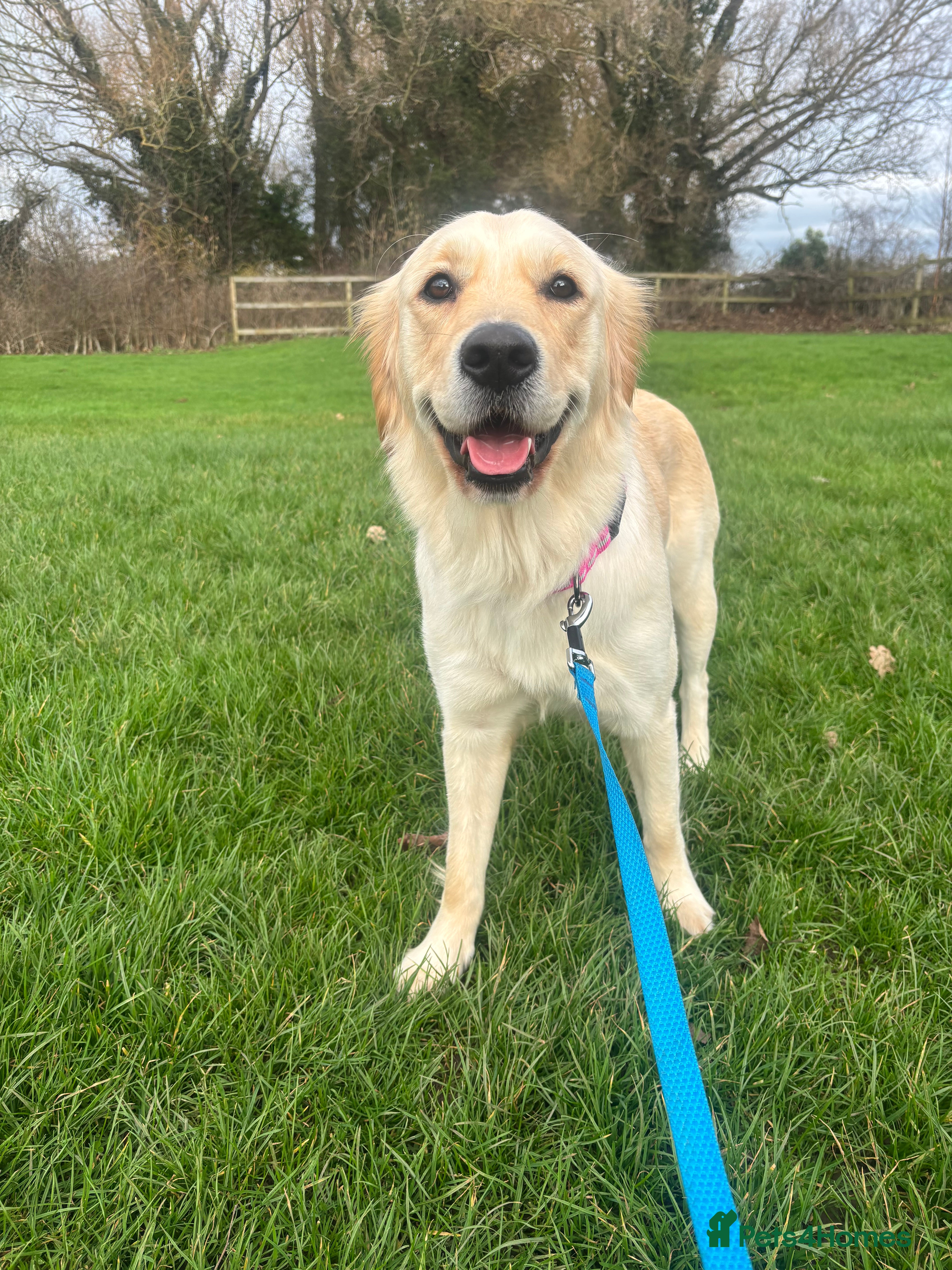 Golden Retriever dogs Golden Retriever Female - Forever Home needed  - Advert 3