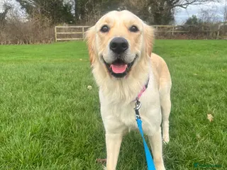 Golden Retriever dogs Golden Retriever Female - Forever Home needed - Advert 3