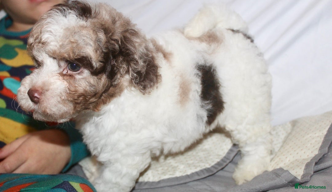 Cockapoo dogs for sale: Child friendly cockapoo puppies  - Advert 5