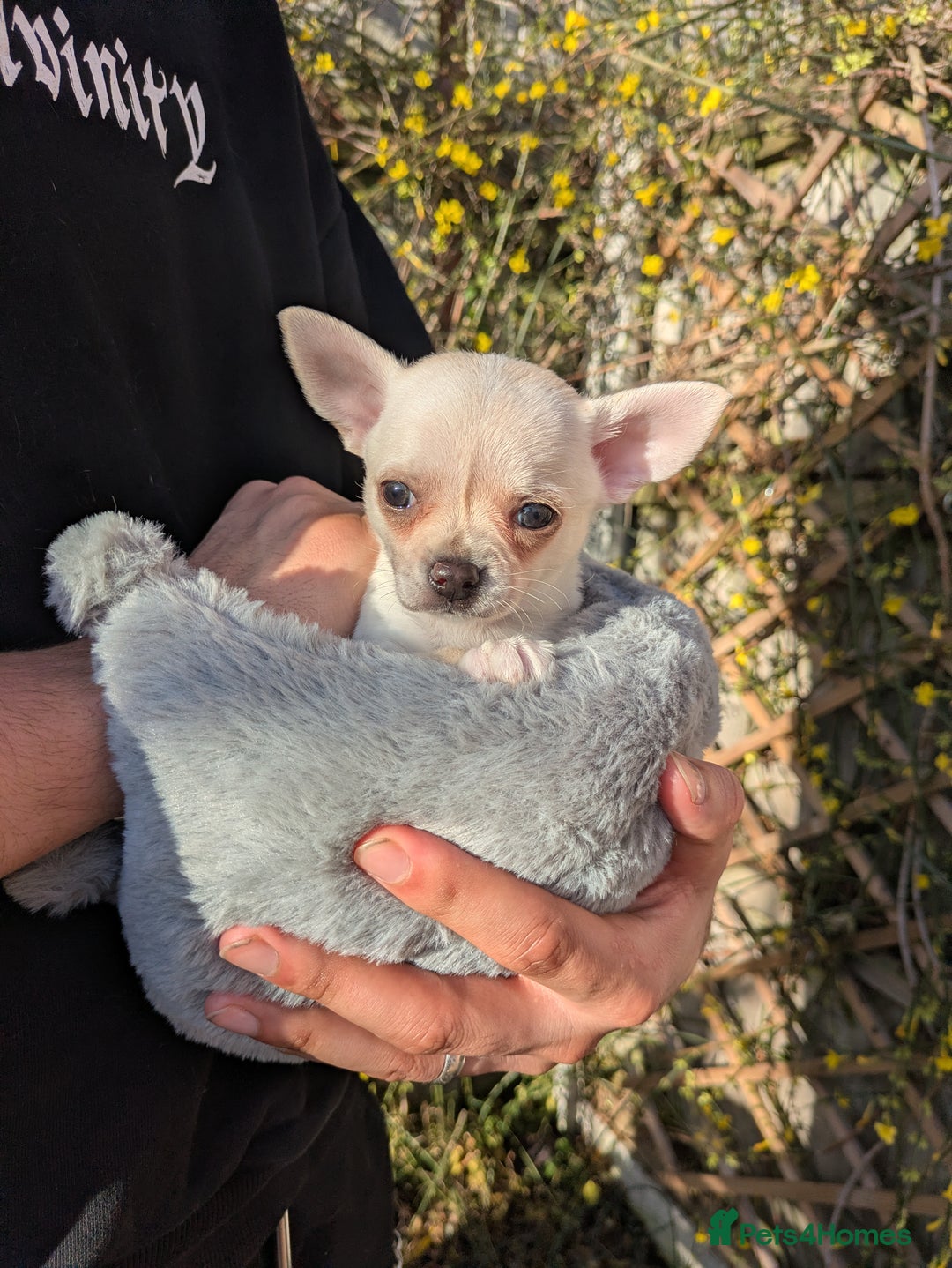 Chihuahua dogs for sale: Rare colour and tiny pedigree Chihuahuas  - Advert 40