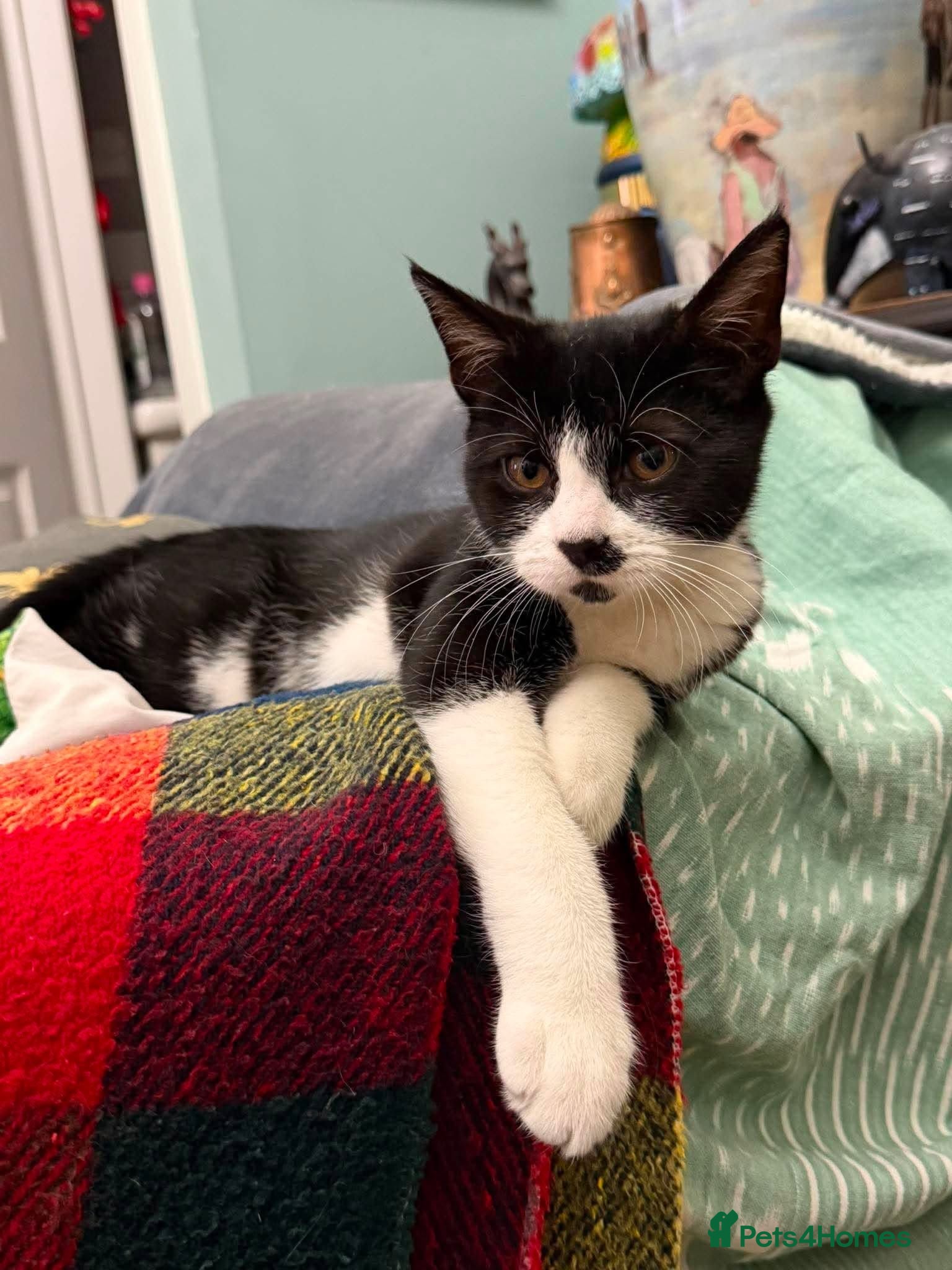 Domestic Shorthair cats Little Betsy needs a loving forever home! - Advert 8