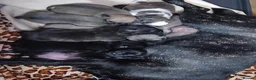 Frug dogs for sale: Frug puppies in Stoke-on-Trent - Advert 1
