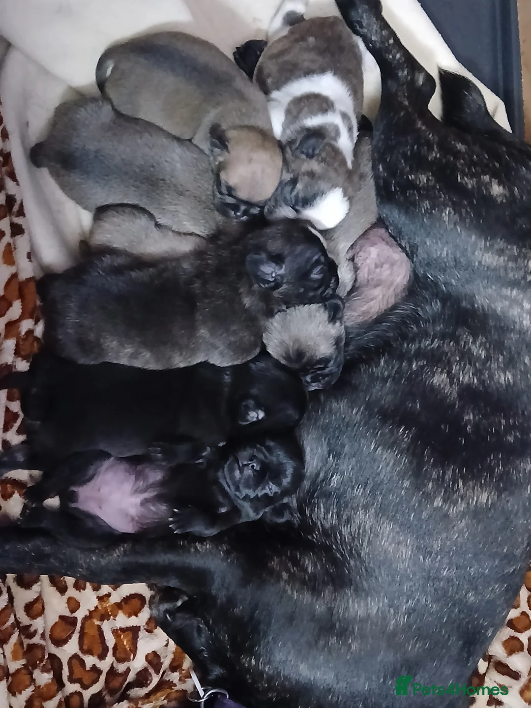 Frug dogs for sale: Frug puppies in Stoke-on-Trent - Advert 1