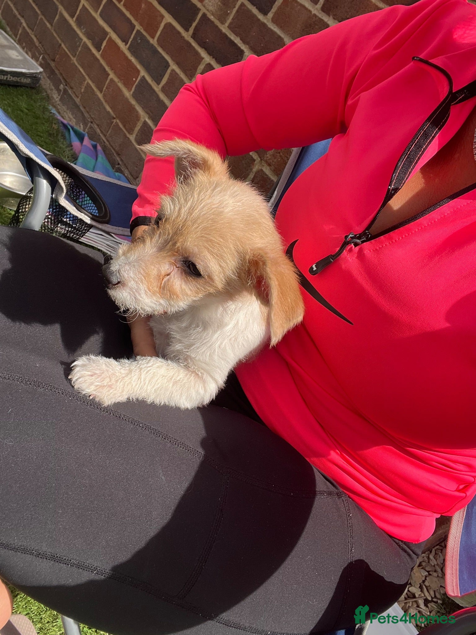 Mixed Breed dogs Tiny maltase+Jack Russell puppy’s  - Advert 1